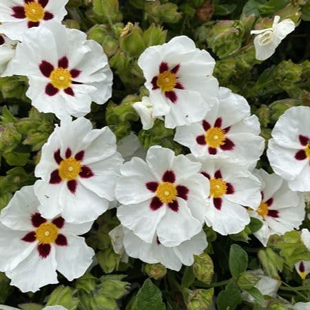 White Cistus Ladanifer Flower Seeds – Heirloom, Non-GMO, High Germination Organic Garden Seeds for Planting