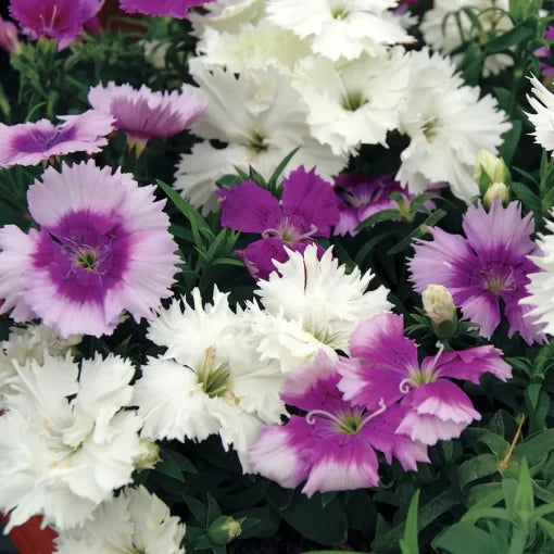 lavender pink flower seeds