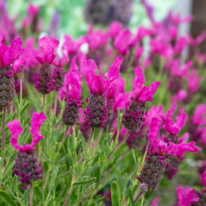 Pink Lavender Flower Seeds – Heirloom, Non-GMO, High Germination Seeds