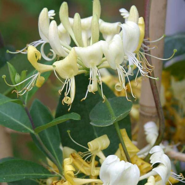 White Yellow Honeysuckle Flower Seeds for Planting | Heirloom Non-GMO Organic