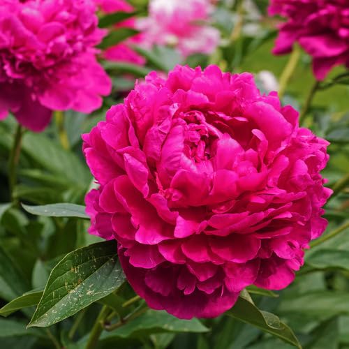 pink peony flower seeds