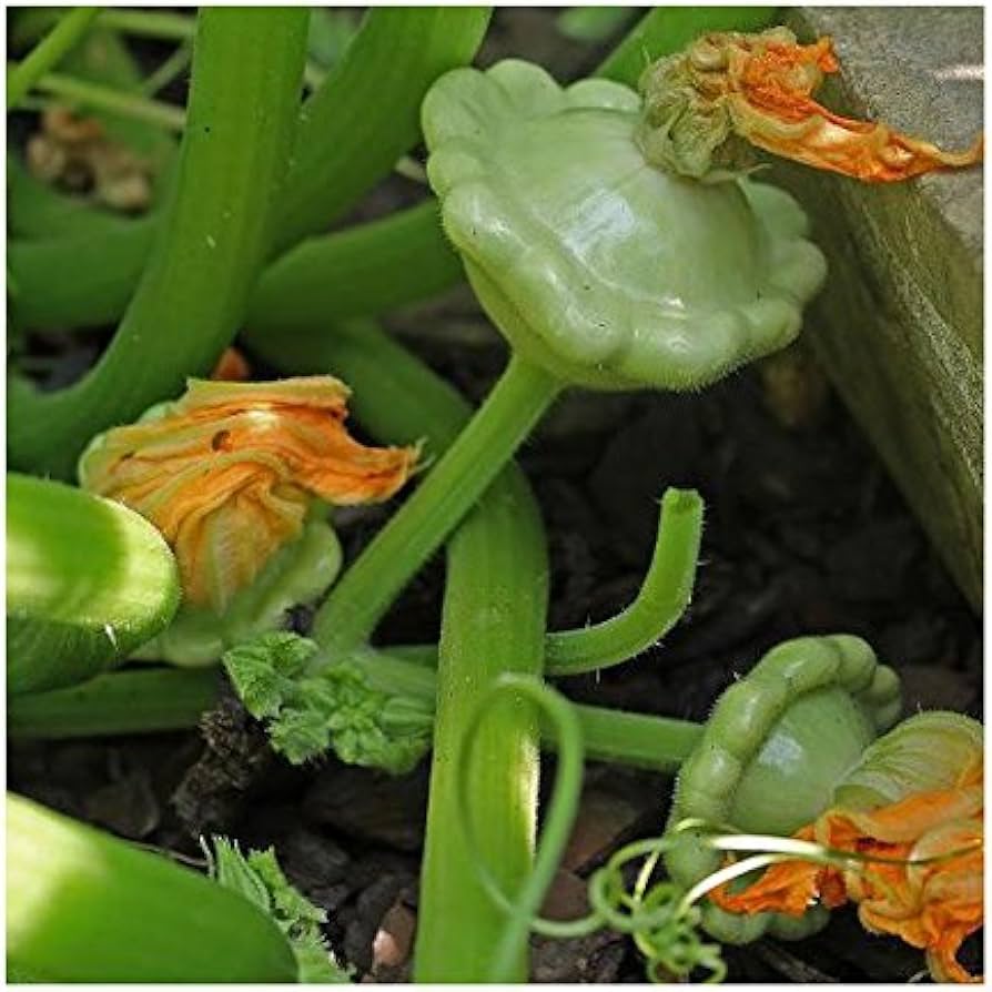 green squash flower seeds