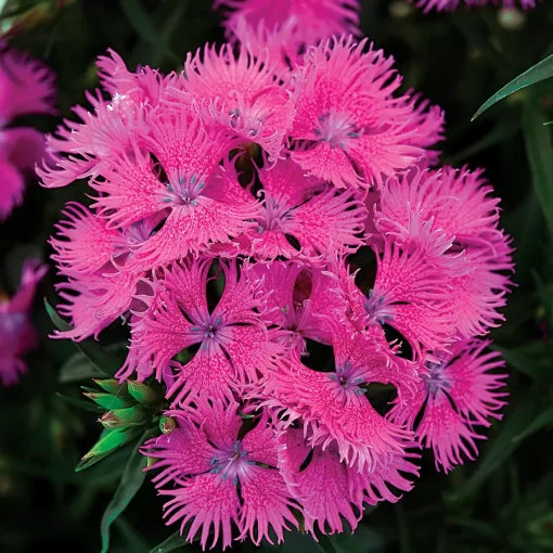 rose angelonia flower seeds