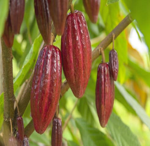 green cocoa flower seeds