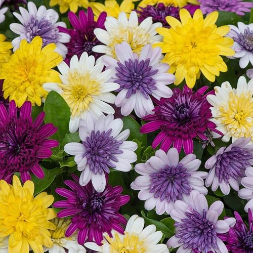 Mixed Daisy Osteospermum Flower Seeds – Heirloom Non-GMO High Germination Seeds