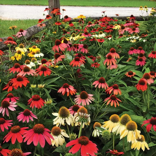 cheyenne spirit flower seeds