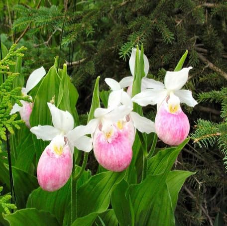 White Pink Cypripedioideae Flower Seeds Heirloom Non-GMO High Germination Organic Garden Seeds for Planting