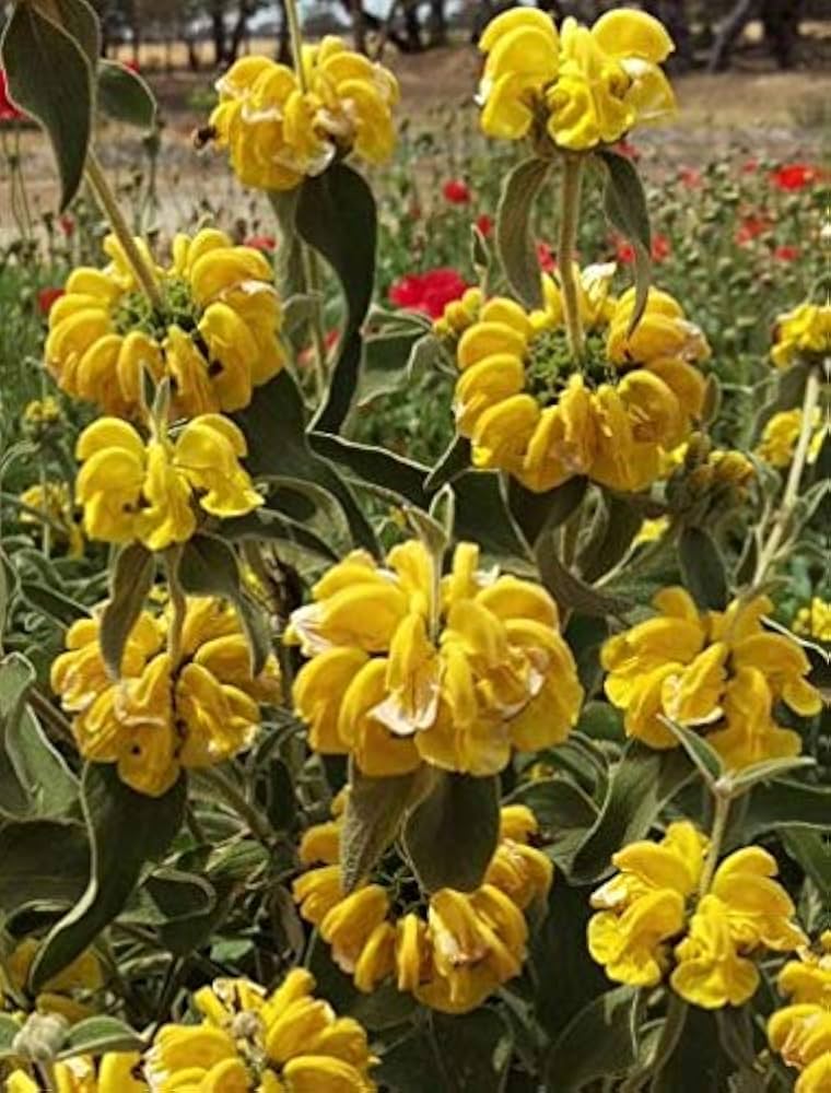 jerusalem sage flower seeds