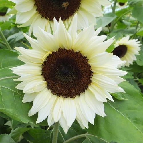 Sunflower Seeds White Heirloom Non-GMO High Germination Organic Garden Seeds