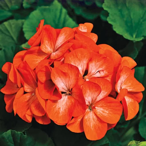 orange orange flower seeds