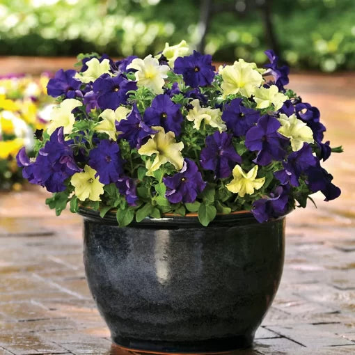 blueberry lime flower seeds
