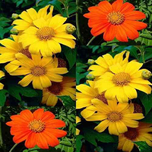 Tithonia Flower Seeds – Heirloom, Non-GMO, High Germination Organic Seeds