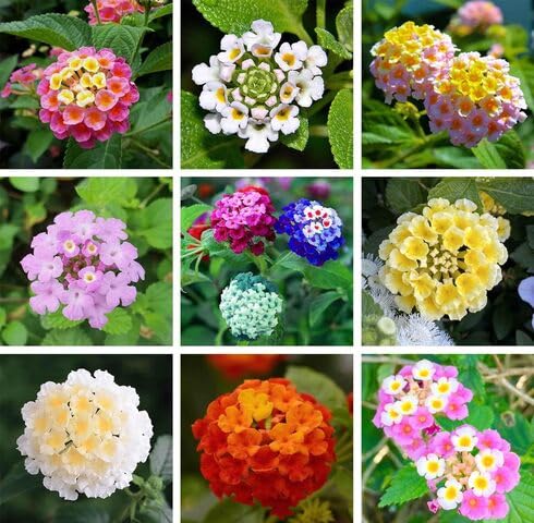 mixed lantana flower seeds