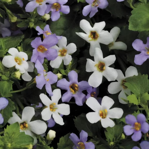 utopia bacopa flower seeds