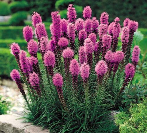 Pink Liatris Flower Seeds – Seeds for Planting, Heirloom, Non-GMO, High Germination Organic Garden Seeds
