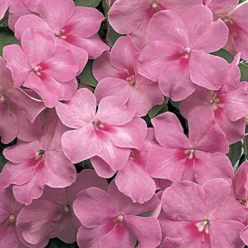 lavender lavender flower seeds