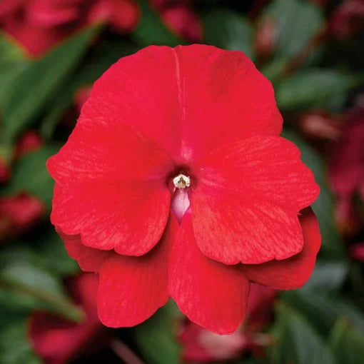 red red flower seeds
