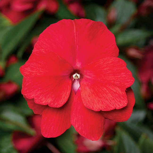 Guinea Flower Seeds Red – Heirloom, Non-GMO, High Germination Seeds for Planting