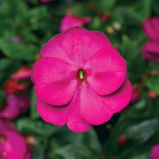 violet violet flower seeds
