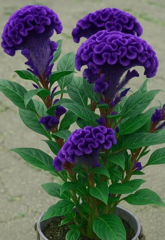 Violet Cockscomb Flower Seeds for Planting – Heirloom Non-GMO High Germination Seeds