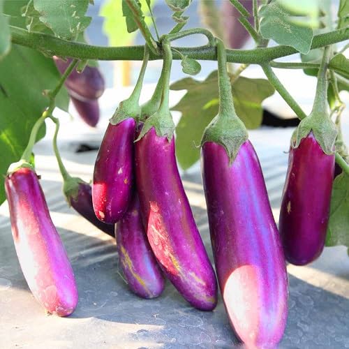Violet Eggplant Seeds – Heirloom, Non-GMO, High Germination Organic Garden Seeds Planting