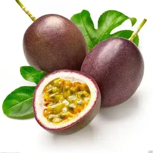 Purple Maracuja Seeds for Planting – Heirloom Non-GMO High Germination Organic Garden Seeds