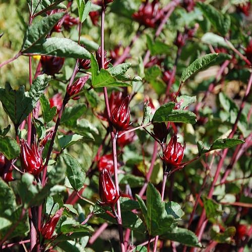 Red Roselle Fruit Seeds for Planting – Heirloom, Non-GMO, High Germination Organic Garden Seeds