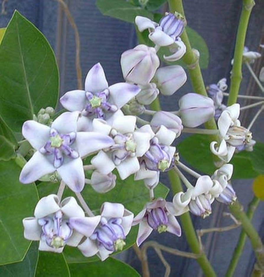 violet calotropis flower seeds