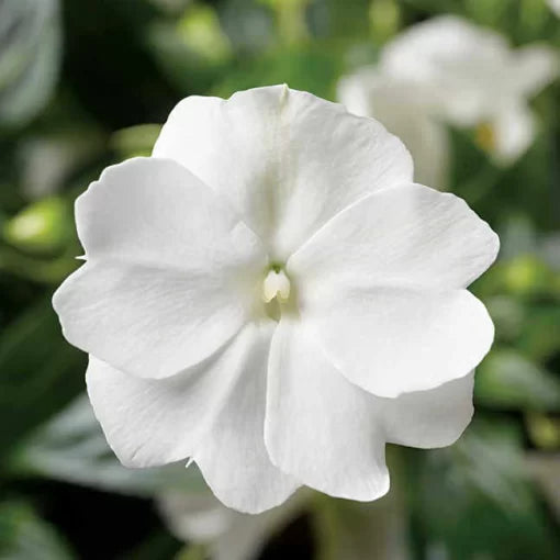 white new flower seeds