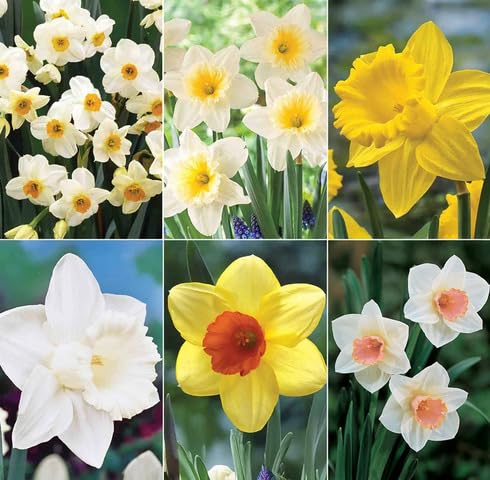 Mixed Daffodil Flower Seeds – Heirloom, Non-GMO, High Germination Organic Garden Seeds for Planting