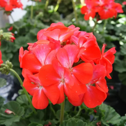 geranium nano flower seeds