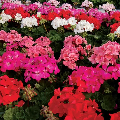 nano geranium flower seeds