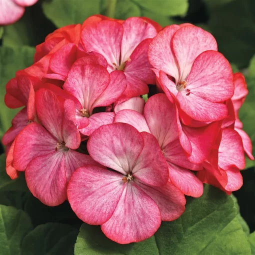 rose bicolor flower seeds