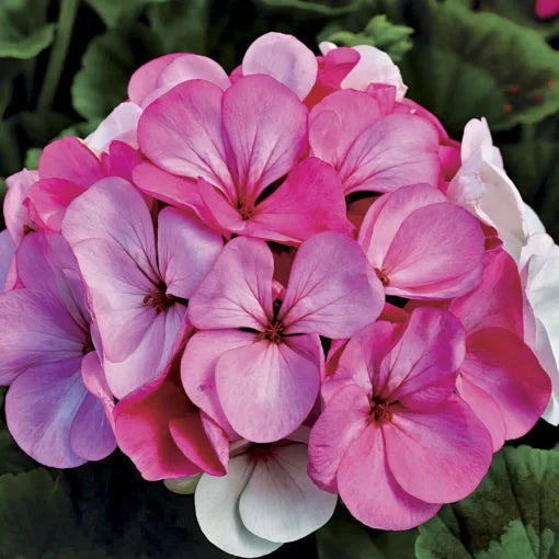 white to flower seeds