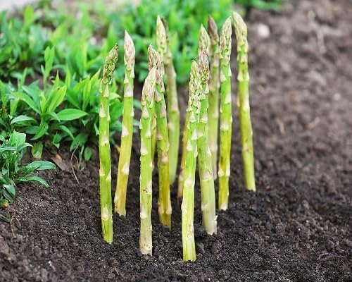 Spargelgrün-Samen – Alte Sorte, gentechnikfrei, hohe Keimfähigkeit, Bio-Gartensamen zum Pflanzen