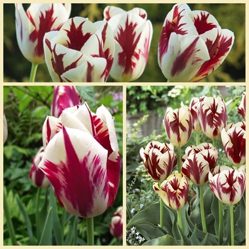 Red White Tulip Flower Seeds – Heirloom, Non-GMO, High Germination Organic Garden Seeds