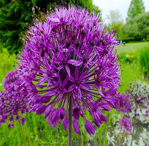 Violet Allium Flower Seeds – Heirloom Non-GMO High Germination Organic Garden Seeds