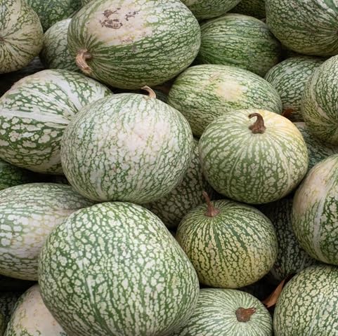 Chilacayote Seeds – Heirloom, Non-GMO, High Germination Organic Garden Seeds Planting