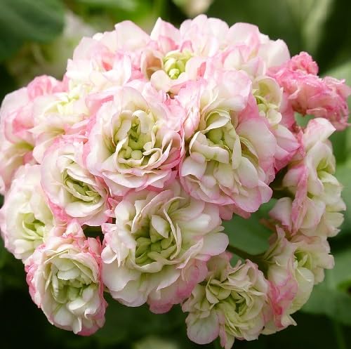 Pink Geranium Flower Seeds – Heirloom, Non-GMO High Germination Seeds for Planting | Organic Garden Seeds