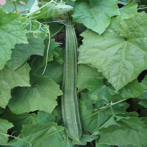 Loofah Gourd Seeds – Heirloom, Non-GMO, High Germination Organic Garden Seeds Planting
