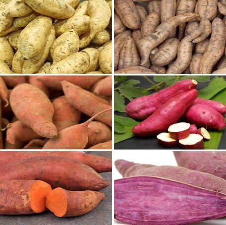 Mixed Sweet Potato Seeds – Heirloom, Non-GMO, High Germination Organic Garden Seeds Planting