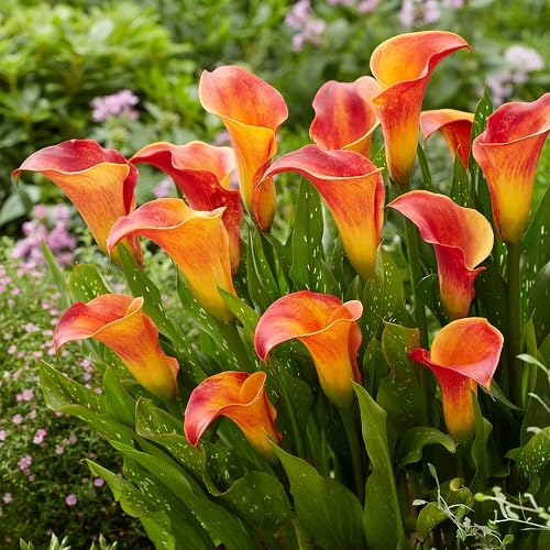 Orange Bonsai Calla Lilly Flower Seeds – Heirloom, Non-GMO, High Germination Seeds