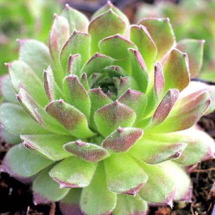 Sempervivum Green Flower Seeds for Planting – Heirloom, Non-GMO, High Germination Organic Garden Seeds