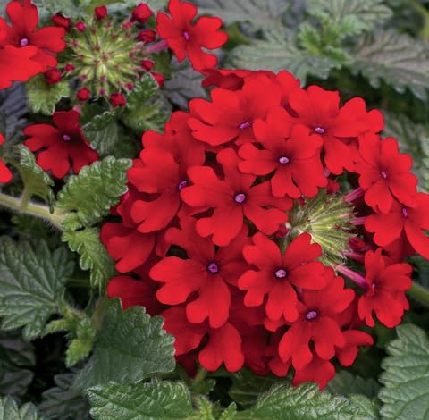 Red Verbena Flower Seeds – Heirloom Non-GMO High Germination Organic Garden Seeds