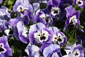 Blue Joker herb seeds
