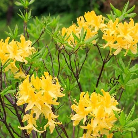 yellow azalea flower seeds