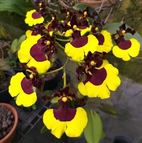 Yellow Oncidium Varicosum Flower Seeds – Heirloom, Non-GMO, High Germination Organic Seeds