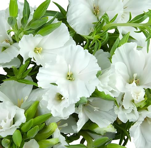 White Godetia Flower Seeds – Heirloom, Non-GMO, High Germination Organic Garden Seeds