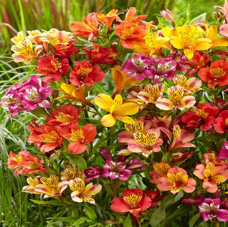 mixed alstroemeria flower seeds