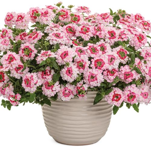 Pink White Verbena Flower Seeds – Heirloom, Non-GMO, High Germination Organic Seeds